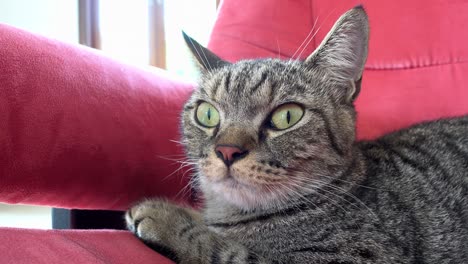 gato lindo en el sofá rojo