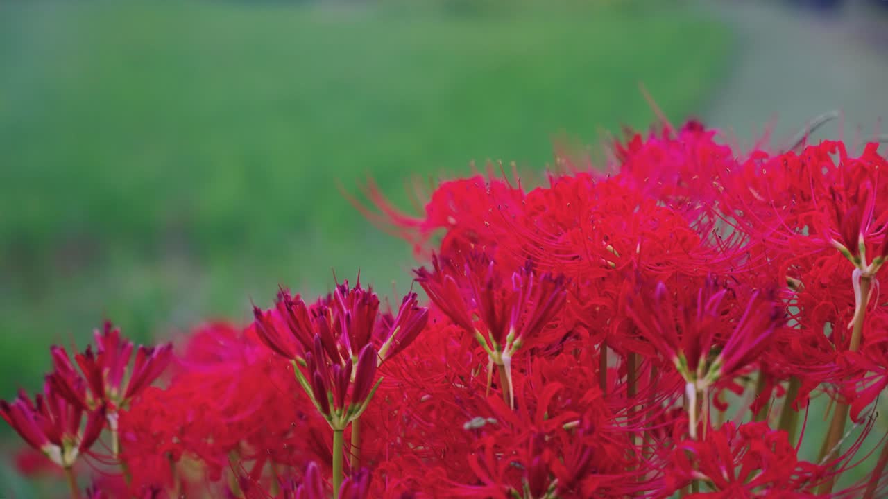 Higanbana Start to Bloom in Early Autumn in Japan, Ricefields in Background