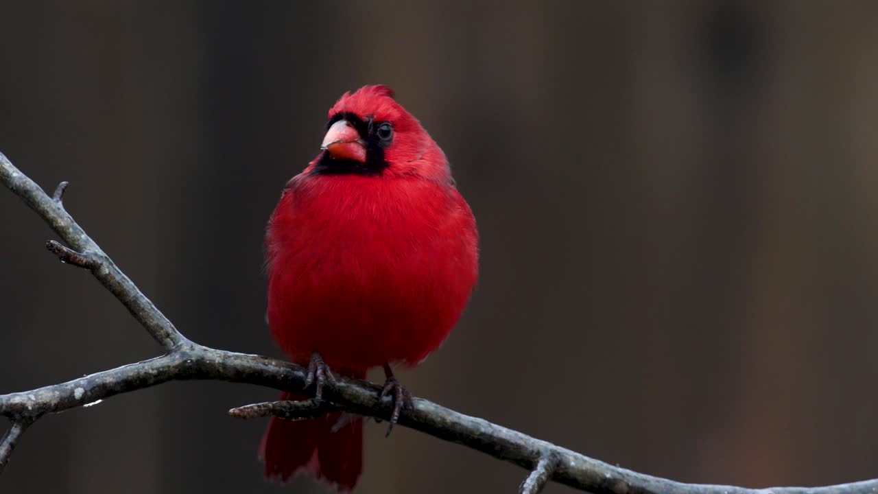 cerca de pájaros en una rama de hielo y nieve día de invierno
