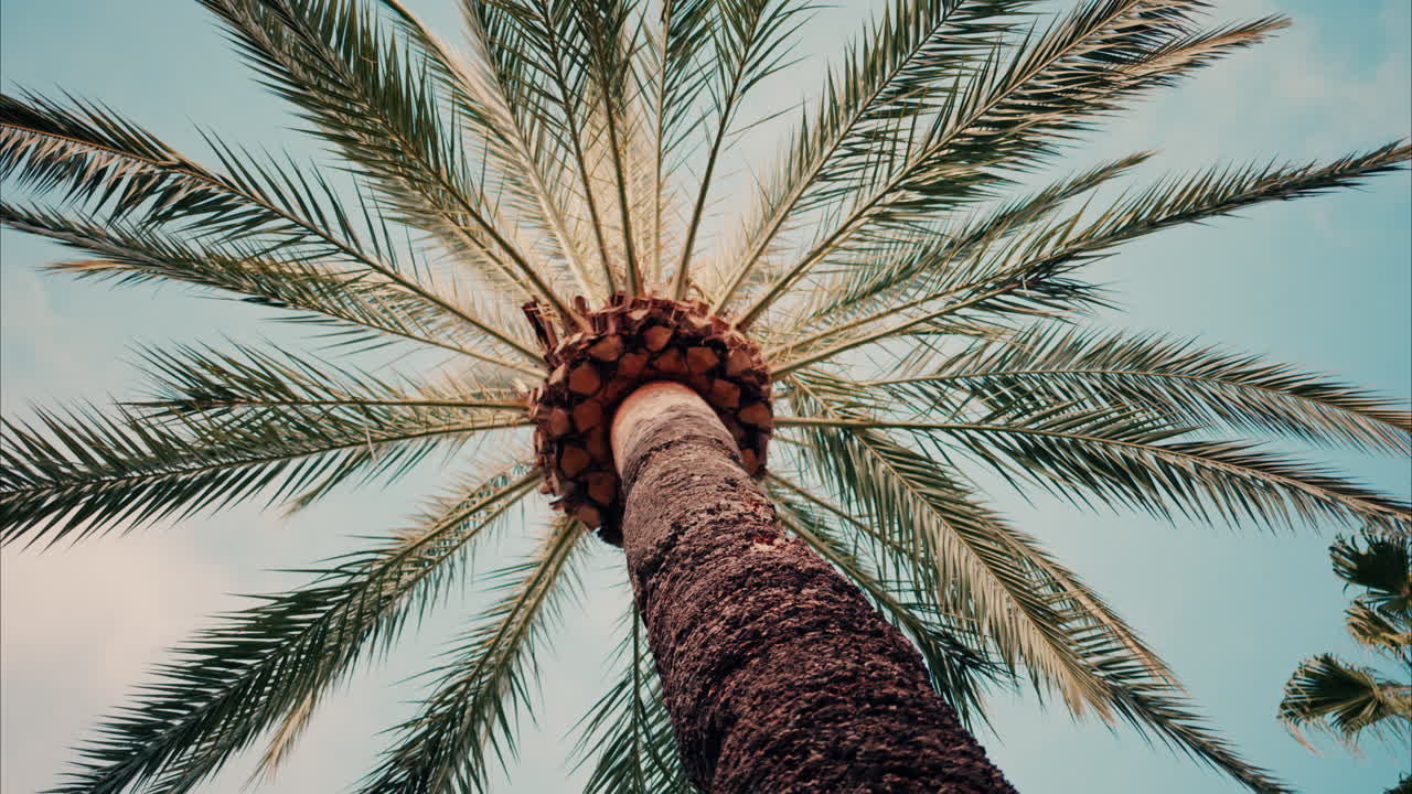 Low angle view of a palm tree on a blue sky background