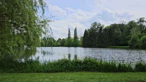 static shot of lake view in wild garden