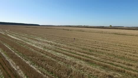 harvested field with person