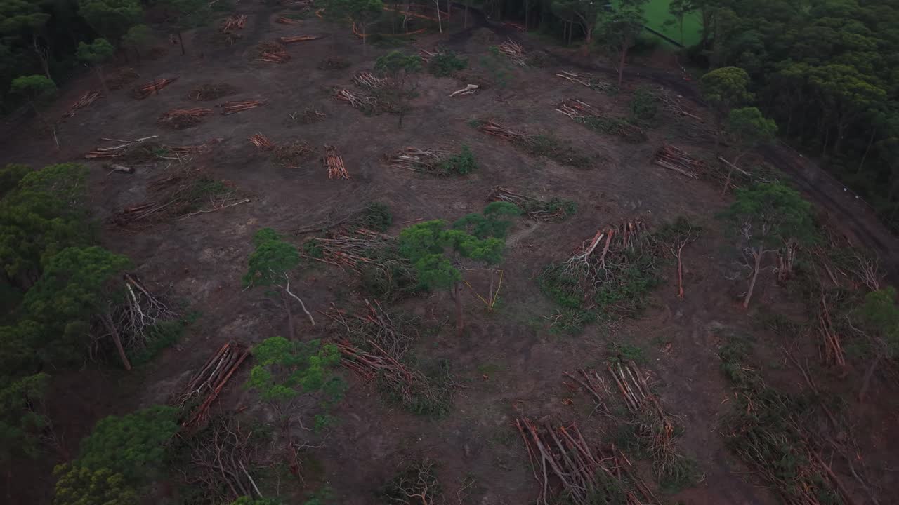 Aerial drone pan around eucalyptus grove showing surrounding deforestation and land change