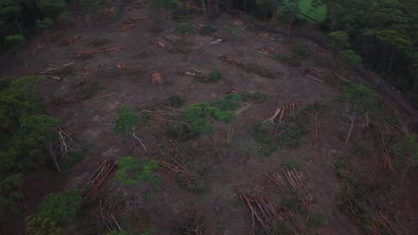 aerial drone pan around eucalyptus grove showing surrounding deforestation and land change