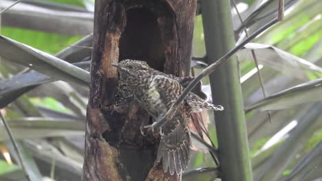 a-beatiful-chick-worm-flycatcher-is-perched-on-a-bamboo-branch-in-front-of-its-nest