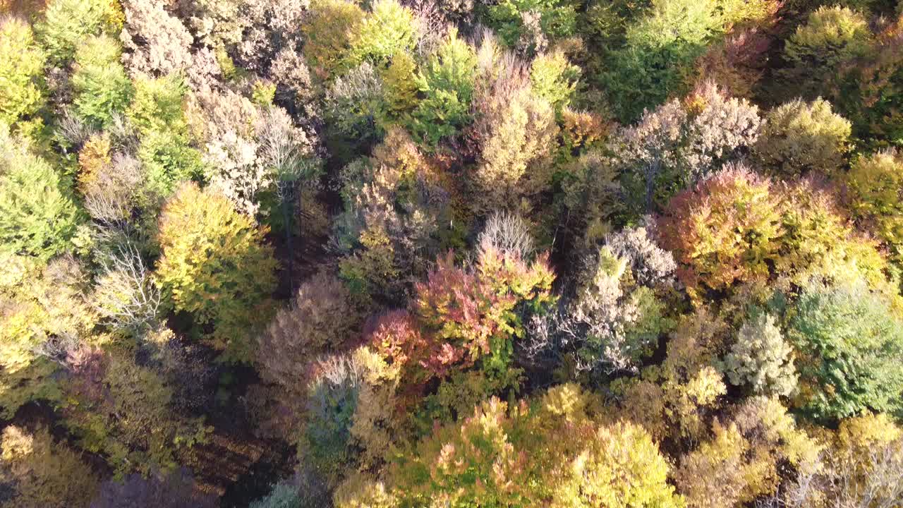 vista aérea de un bosque de color naranja en la temporada de otoño