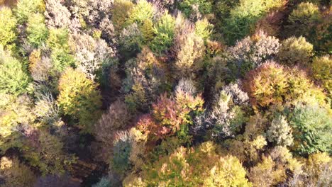 Aerial-view-of-a-orange-colored-forest-on-autumn-season