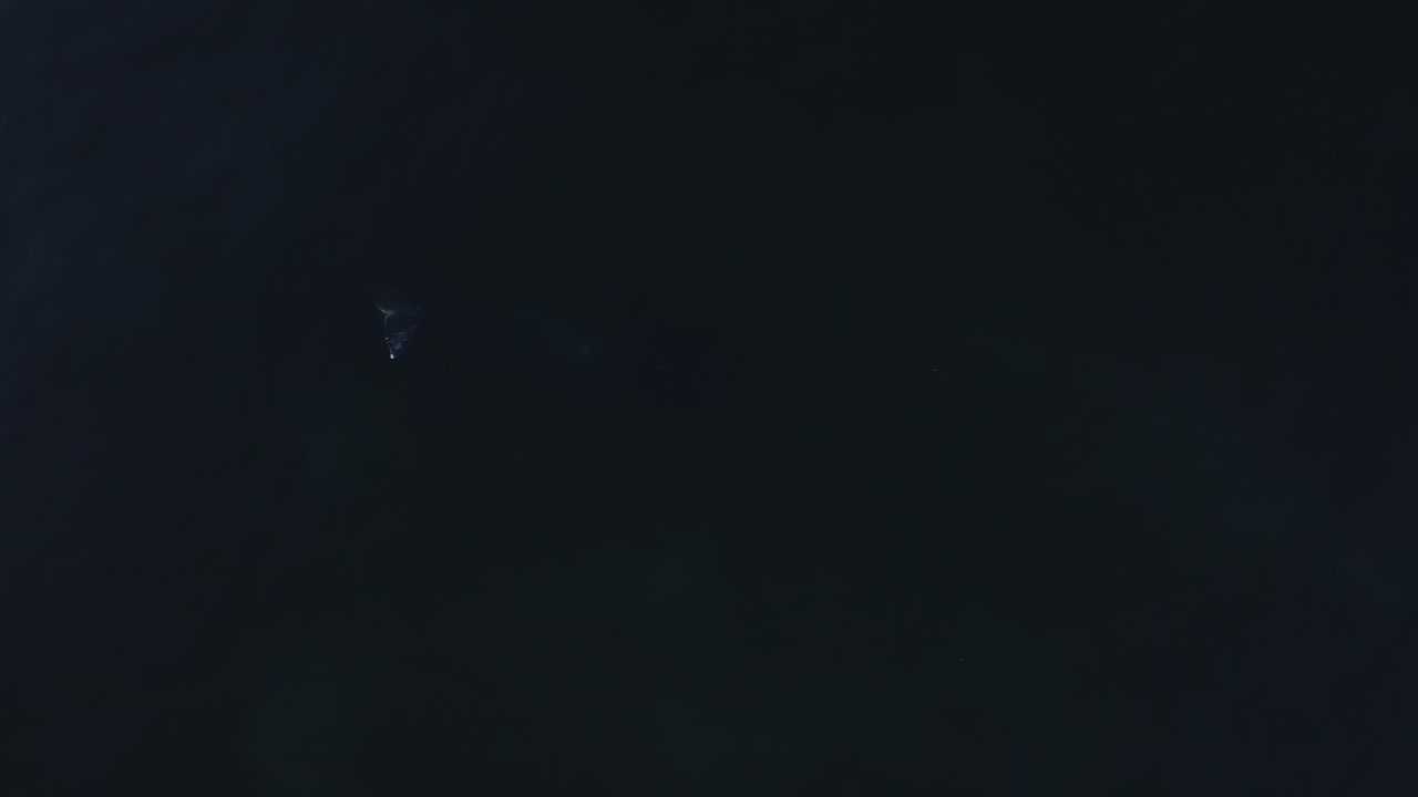 las violaciones de la ballena gris mientras se alimenta del fondo fangoso de las aguas poco profundas del océano pacífico, aérea