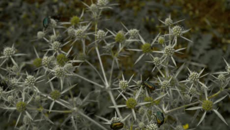 numerous green insects eat a plant