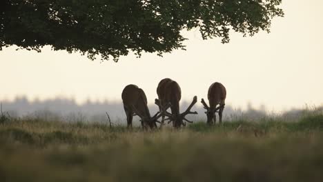 Mittlere-Statische-Aufnahme-Von-Drei-Männlichen-Rothirschen,-Die-Unter-Einem-Baum-Grasen,-Jeder-Mit-Riesigen-Geweihen-Und-Silhouetten-Vor-Der-Untergehenden-Sonne