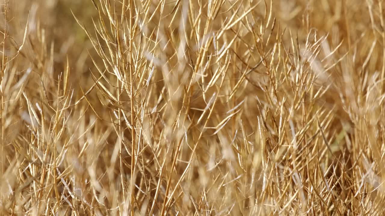 유채 작물 황금색의 총을 기울이십시오