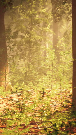 camino del bosque iluminado por el sol