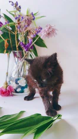 black kitten with flowers and plants