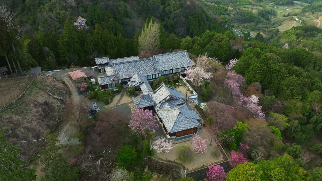 Aerial tops down Japanese Buddhist temple in Kyoto's mountain along Cherry blossom pink flowers, Yoshimine-dera