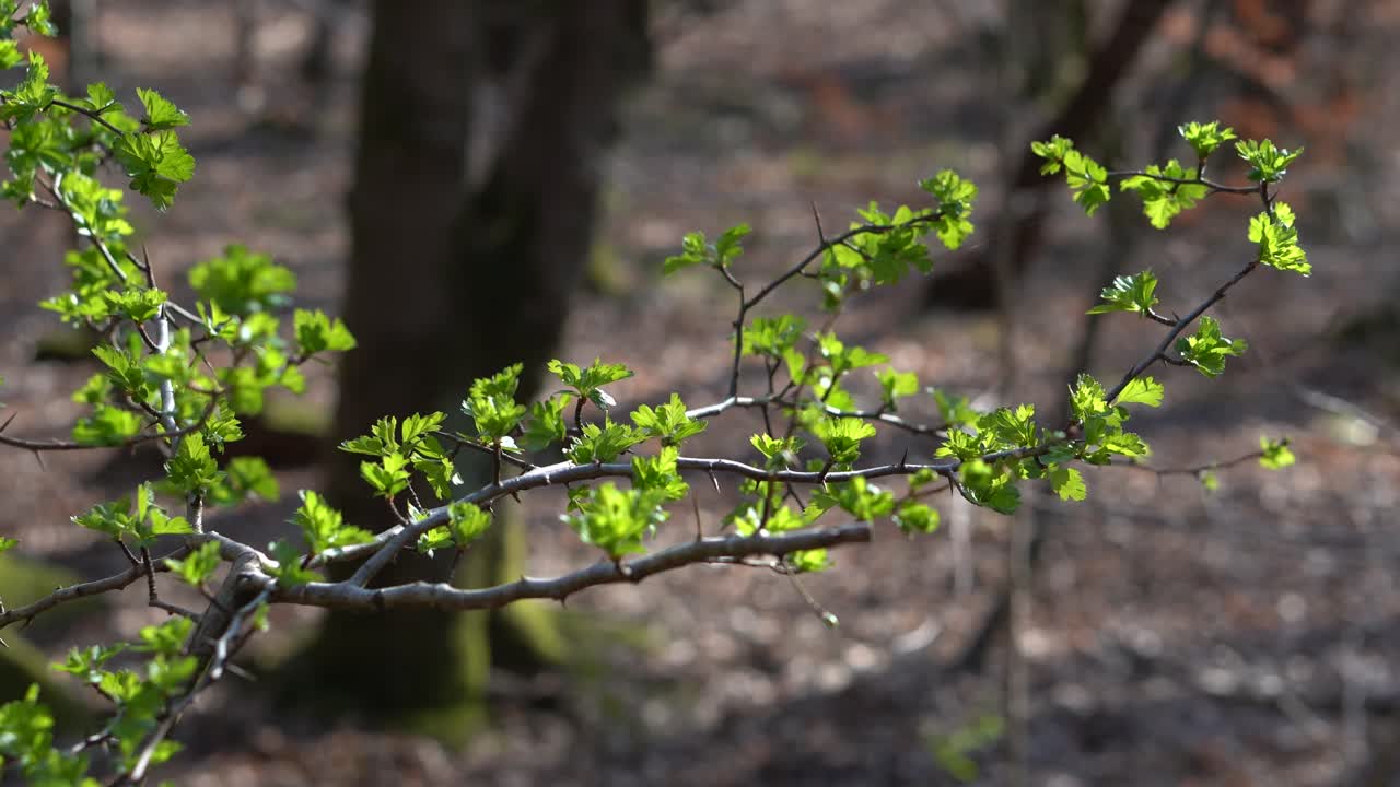 A lush green branch of leaves in woodland