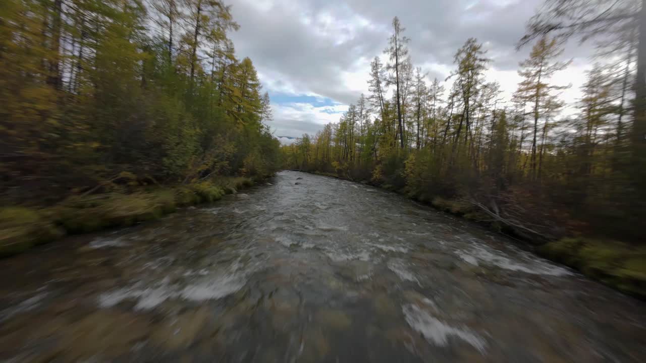 Glide above a tranquil forest stream as golden hues illuminate the surrounding trees. Immerse in nature's beauty with breathtaking aerial views showcasing vibrant autumn colors.