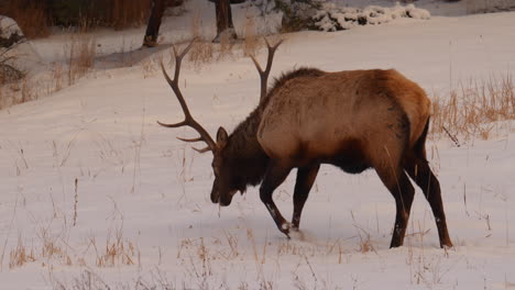 Stier-Elch-Bock-Winter-Colorado-Yellowstone-Montana-Wyoming-Idaho-Wildtiere-Sonnenuntergang-Winterfütterung-Gras-Offene-Verschneite-Wiese-Herde-Männlicher-Hirsche-Denver-Front-Range-Backcountry-Bock-Jäger-Kardanische-Schwenkvorrichtung