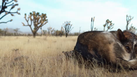 un coyote sentado en silencio en el bosque de joshua tree, atmósfera desierta en el parque nacional de preservación de mojave, clima árido, california, ee.