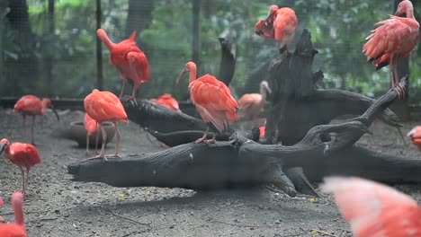 group of beautiful bird