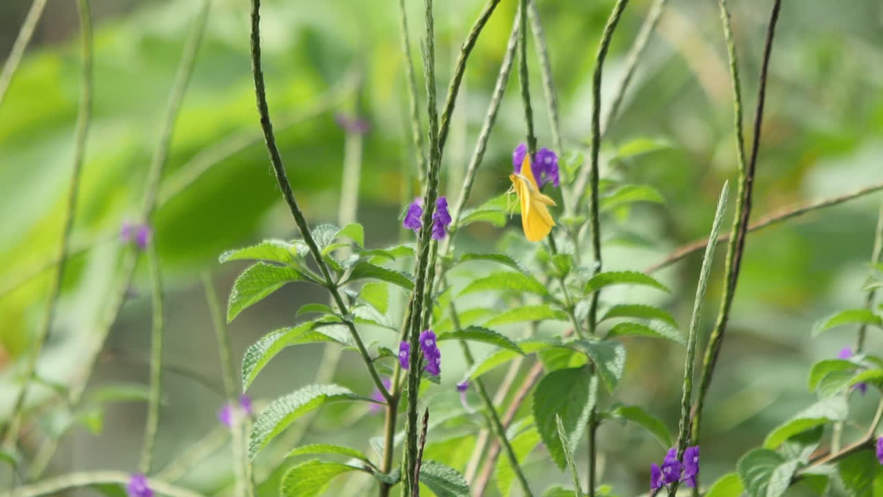 mariposa en cámara lenta en costa rica