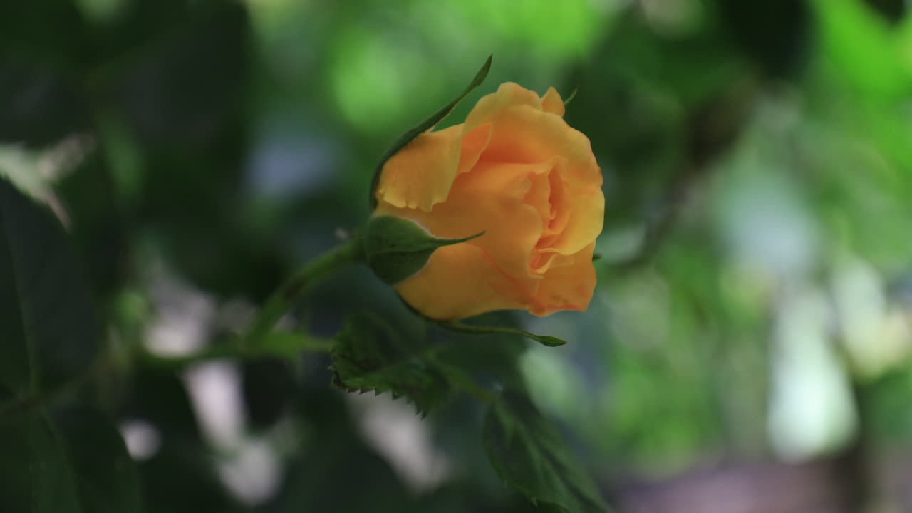 gorgeous yellow rose with shallow background popping up from green leaves moving with the breeze at the green garden