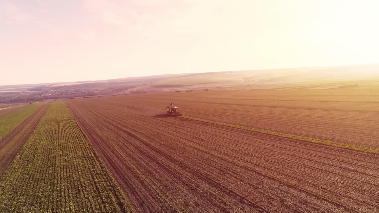 Processo di raccolta delle radici di barbabietola da zucchero, al sole. Vista aerea. Macchina raccoglitrice.