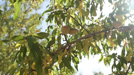 Green Almond Tree