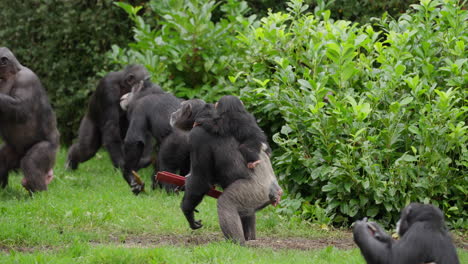 endangered cute baby western chimpanzee being carried on family members back whilst they hold wood followed by other members of troop outside of zoo habitat surrounded by green foliage