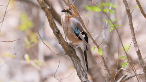 el jay eurasiático posado en un árbol