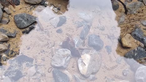 a school of fish fry in the stream