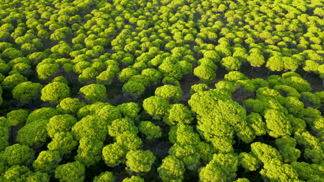 aerial panning over greenland of cartaya stone pine forest in huelva, andalusia, spain - nature template, eco concept background