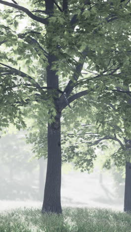 peaceful forest scene with trees and fog