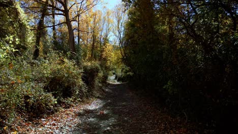 Forest-road-in-autumn