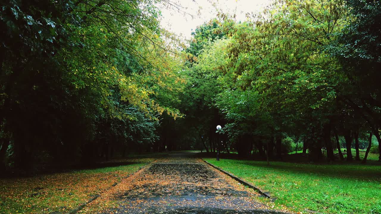 Wet road in the autumn park during the rain.