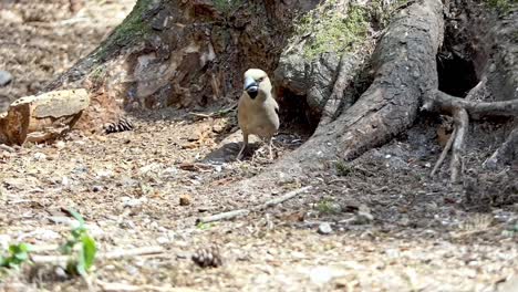 un pinzón come semillas al pie de un árbol