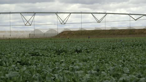 irrigation system and greenhouses in the background in kenya