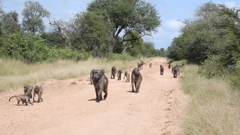 Tropa-De-Babuinos-Caminando-Por-El-Sendero-A-Través-De-La-Sabana-Sudafricana