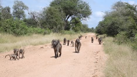troop of baboons walking on the trail through south africa's savanna