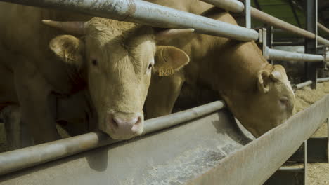 a bull looking directly at the camera while another is eating behind him