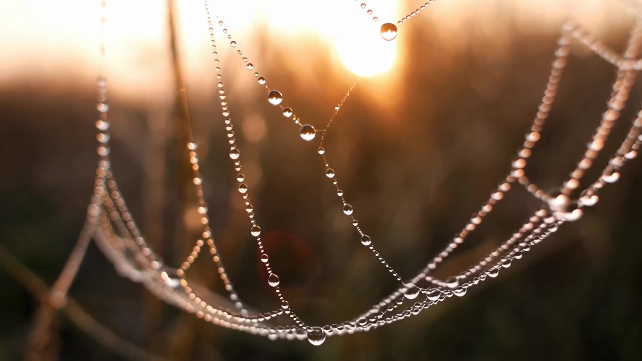 Delicate Spiderweb Covered in Dew Drops During Golden Hour
