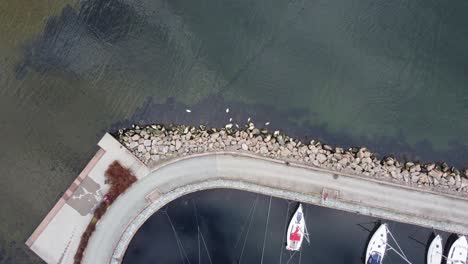 Aerial-descending-towards-swans-eating-kelp-outside-breakwater-in-Kristiansand-Norway