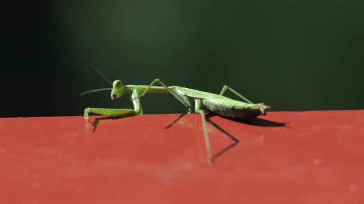 Praying Mantis - false garden mantis Australia - grips on to red ledge - then falls off edge - Macro close up - 4K 59