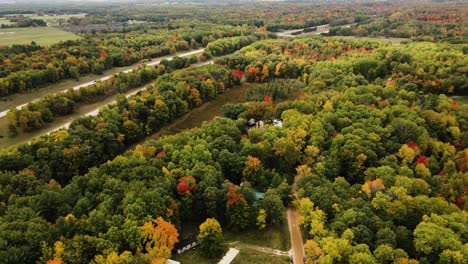 dense autumn colors in a forest