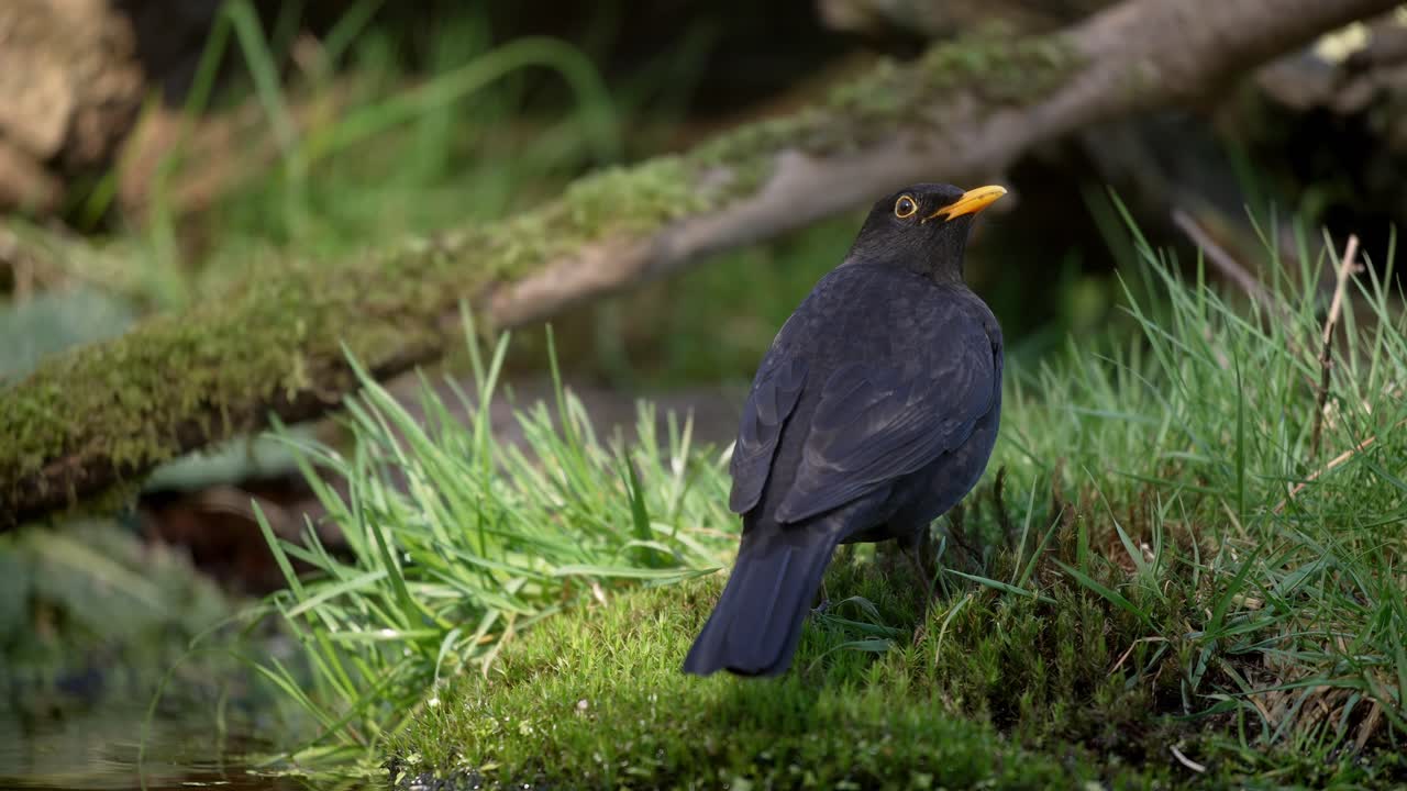 disparo bajo y medio de un ave negra común macho de pie en la banda cubierta de hierba y musgo de un estanque boscoso con sombras de rápido movimiento mientras mira a su alrededor y limpia su pico