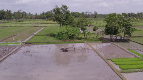 El-Hombre-Local-Está-Arando-El-Campo-De-Arroz-En-Java-Durante-El-Día,-Aéreo