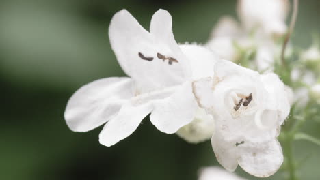 macro shot of a white flower blooming on an overcast day