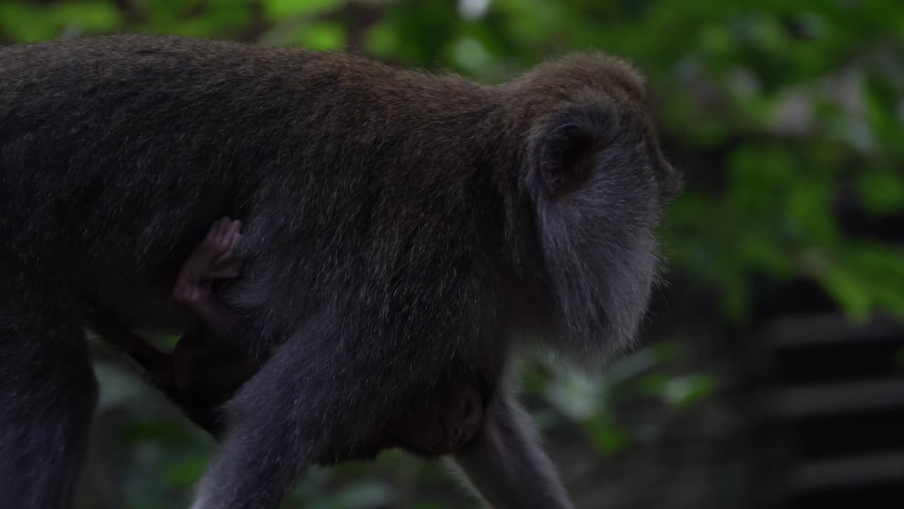 Heartwarming slow motion footage of a mother monkey walking on a tree with her baby clinging to her, captured in the Ubud Monkey Forest, Bali.