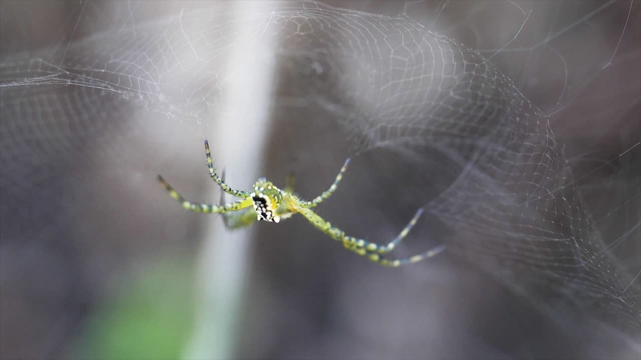 macro shot de araña en la web queensland australia