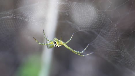 macro shot on spider on the web queensland australia