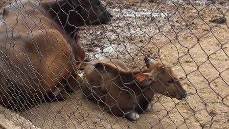 Pequeño-Ternero-En-El-Zoológico